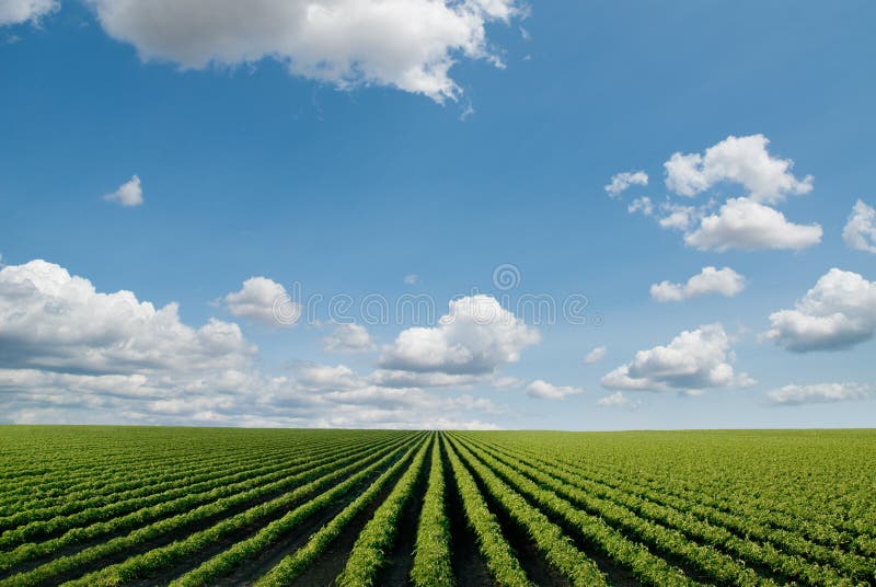 Campo con filari di piante coltivate in prospettiva, ampia porzione di cielo.