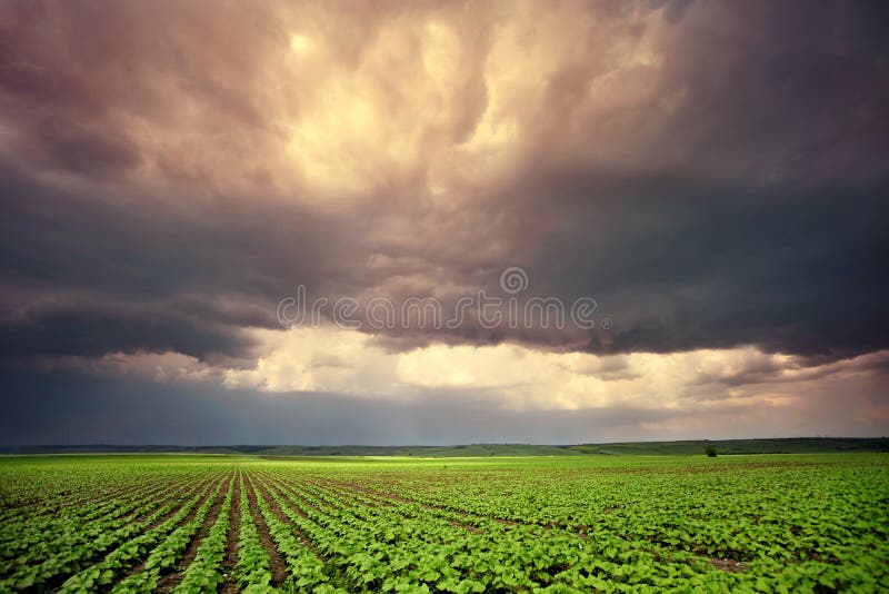 Feld mit den angebauten Pflanzen an einem bewölkten Tag.