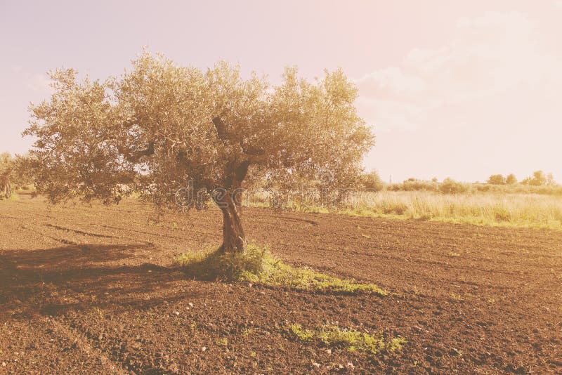 Olive Tree with a Basket of Olives Stock Photo Image of fruit, green