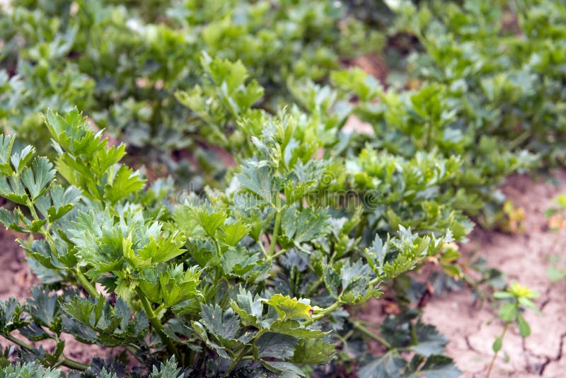 Cultivated organically grown celery plants from close stock image Cultivated organically grown celery plants from close stock image