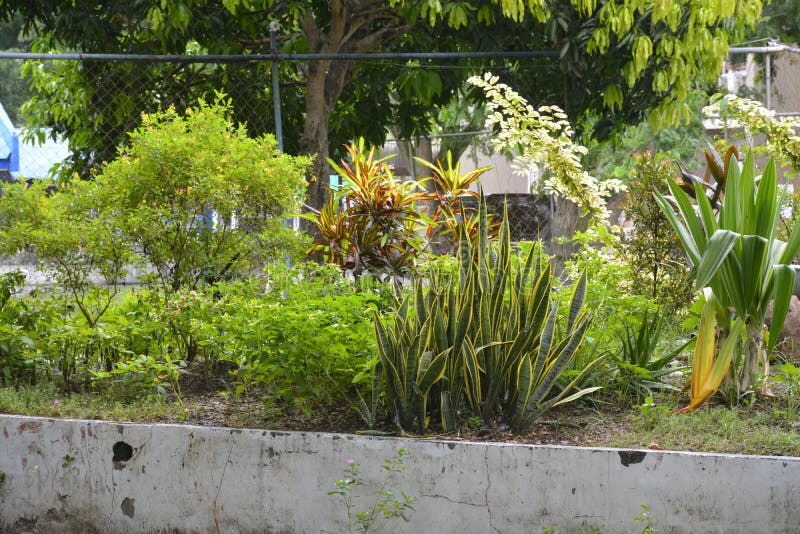 Cultivated plants in the premises of the Municipal Hall of Matanao, Davao del Sur, Philippines royalty free stock images Cultivated plants in the premises of the Municipal Hall of Matanao, Davao del Sur, Philippines royalty free stock images