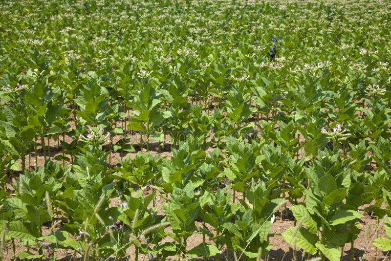 Cultivated Tobacco