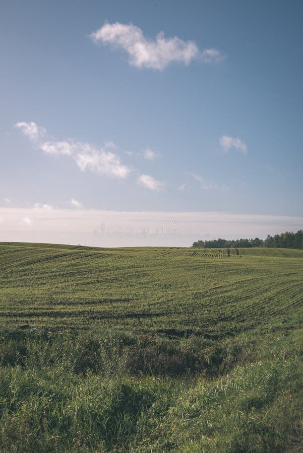 Cultivated Wheat Field in Summer - Vintage Retro Look Stock Image ...