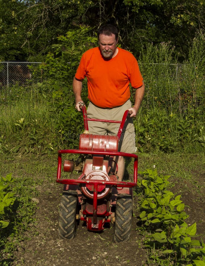 Cultivating between Rows with a Garden Tiller Stock Photo Image of