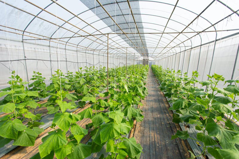 Cultivation of cucumber in greenhouse stock photo