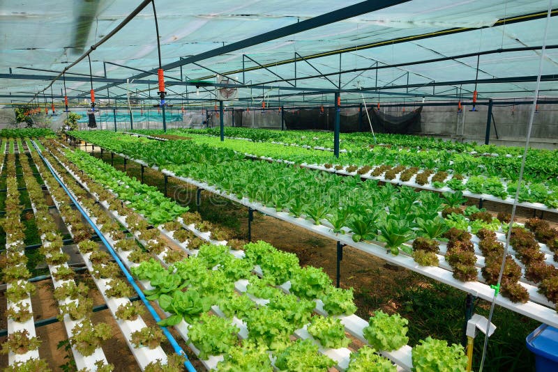 Cultivation hydroponics green vegetable