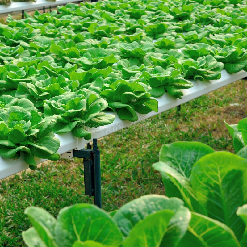 Cultivation Hydroponics Lettuce Vegetable in Farm Stock Image Image of hydroponic, harvest