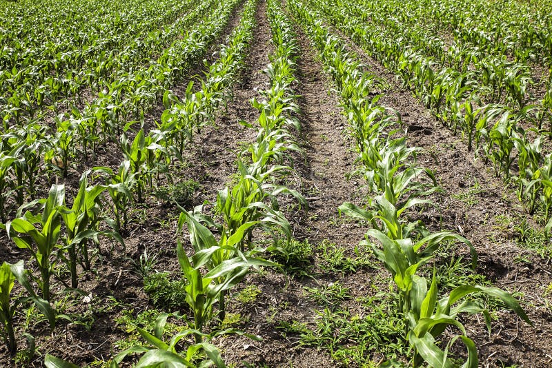 Cultivation of maize stock photo. Image of cultivation 41268296
