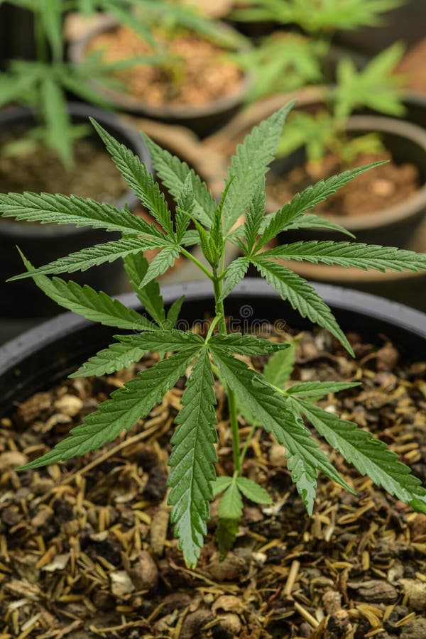 Cultivation of marijuana & x28;Cannabis sativa& x29;, flowering cannabis plant as a legal medicinal drug royalty free stock image Cultivation of marijuana & x28;Cannabis sativa& x29;, flowering cannabis plant as a legal medicinal drug royalty free stock image