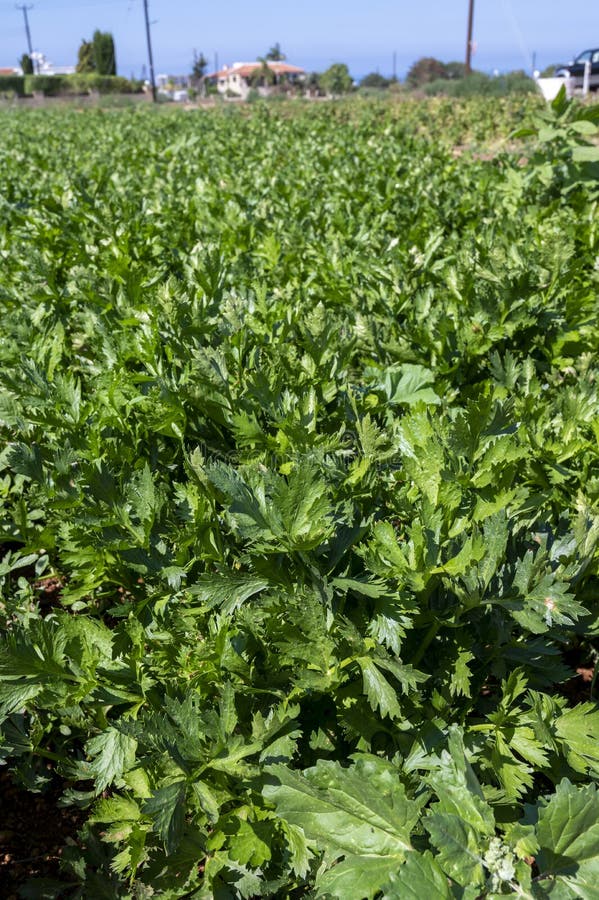 Cultivation of Green Leaf Celery Plants Stock Photo Image of closeup