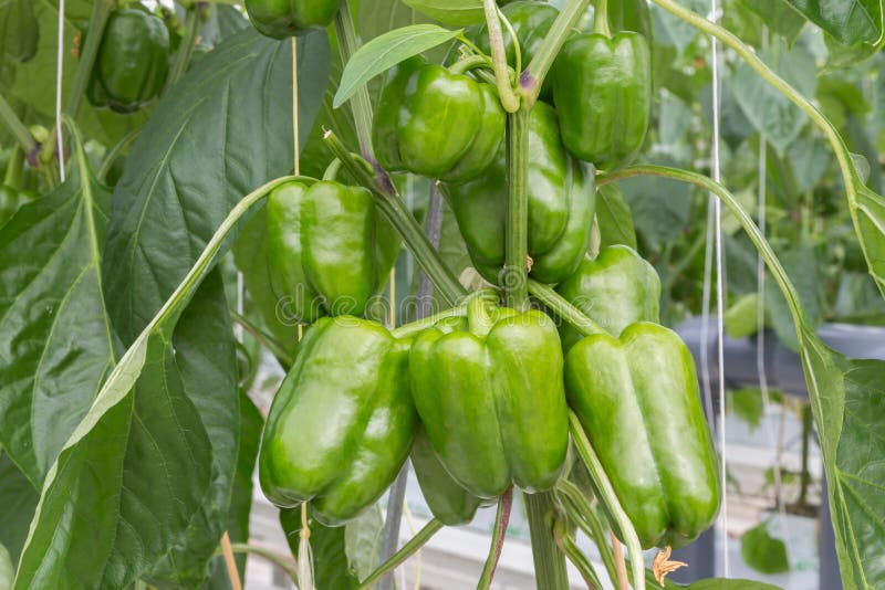 Cultivation of Peppers in a Dutch Greenhouse Stock Photo Image of