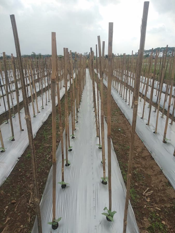 Cultivation of Vegetable Crops Using Plastic Mulch in Rural Areas Stock