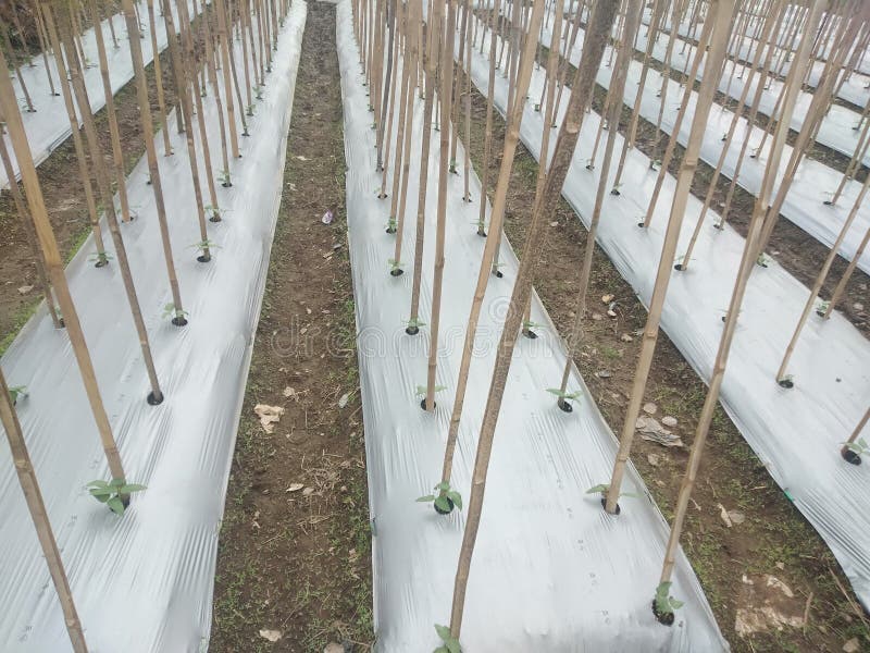 Cultivation of Vegetable Crops Using Plastic Mulch in Rural Areas Stock