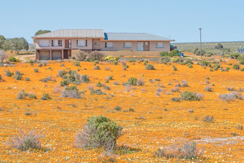 NARIEP, SOUTH AFRICA - AUGUST 15, 2015: A farm house in a sea of wild flowers on the road to Groenrivier (green river) on the Northern Cape Atlantic coast of South Africa. NARIEP, SOUTH AFRICA - AUGUST 15, 2015: A farm house in a sea of wild flowers on the road to Groenrivier (green river) on the Northern Cape Atlantic coast of South Africa