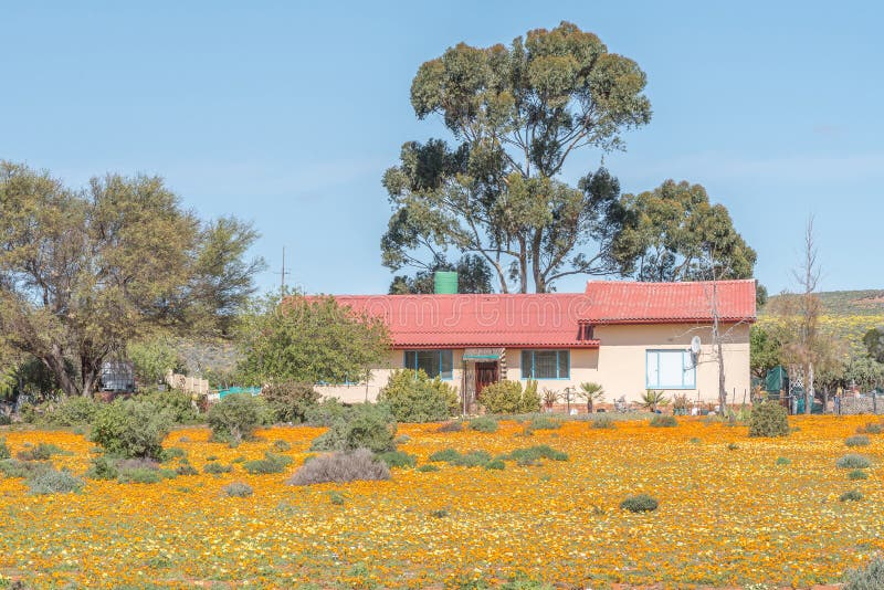 GROENRIVIER, SOUTH AFRICA - AUGUST 15, 2015: A farm house in a sea of wild flowers on the road to Groenriviermond (green river mouth) on the Northern Cape Atlantic coast. GROENRIVIER, SOUTH AFRICA - AUGUST 15, 2015: A farm house in a sea of wild flowers on the road to Groenriviermond (green river mouth) on the Northern Cape Atlantic coast
