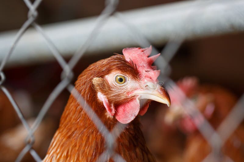 Portrait of a farm egg-laying hen, living in confined spaces in an industrial facility, being locked behind a fence. Animal abuse, living in captivity, food industry concept. Portrait of a farm egg-laying hen, living in confined spaces in an industrial facility, being locked behind a fence. Animal abuse, living in captivity, food industry concept.