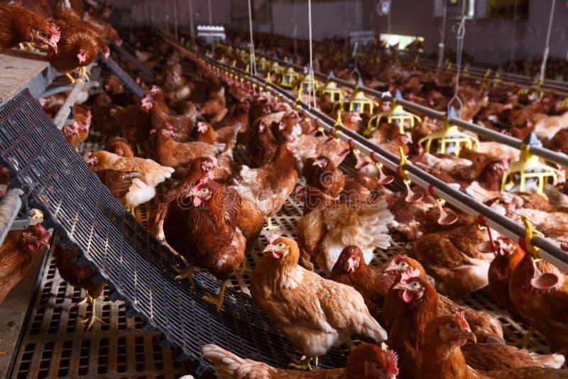 Farm chicken in a barn, drinking and eating from an automatic feeder and waterer, laying eggs. Animal abuse, living in captivity, food production and industry concept. Farm chicken in a barn, drinking and eating from an automatic feeder and waterer, laying eggs. Animal abuse, living in captivity, food production and industry concept.