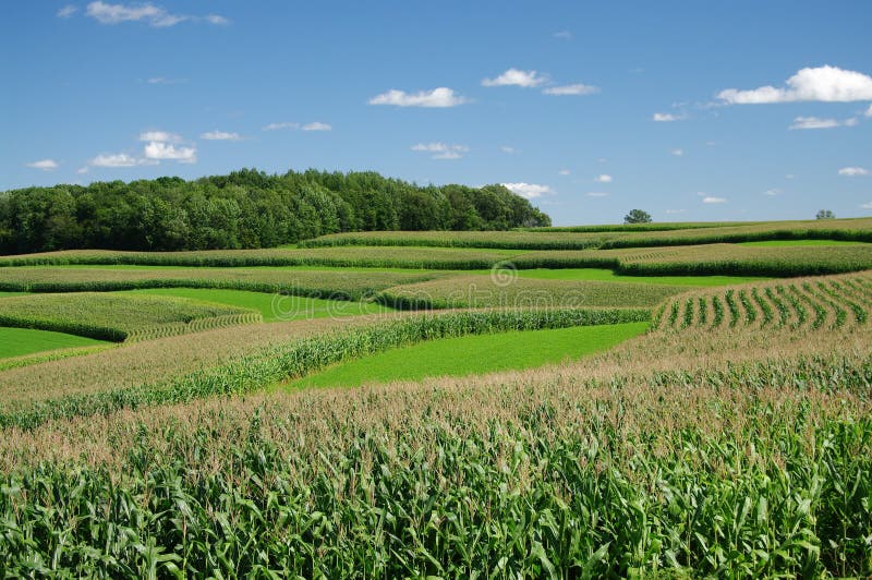 Cultivo da tira do contorno imagem de stock Cultivo da tira do contorno imagem de stock