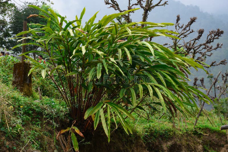 Cultivo De Amomum Subulatum Conhecido Como Grande Cardamom Foto de