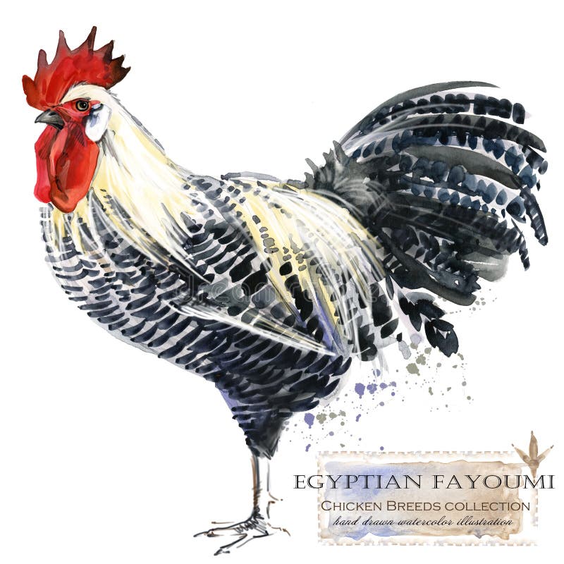 Cultivo de aves domésticas A galinha produz a série pássaro doméstico da exploração agrícola ilustração royalty free Cultivo de aves domésticas A galinha produz a série pássaro doméstico da exploração agrícola ilustração royalty free