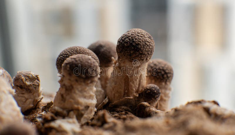 Substrato e Blocos para Cultivo de Cogumelos Shitake