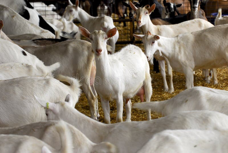 Herd of dairy goat in a barn - purebred saanen and nubian. Herd of dairy goat in a barn - purebred saanen and nubian