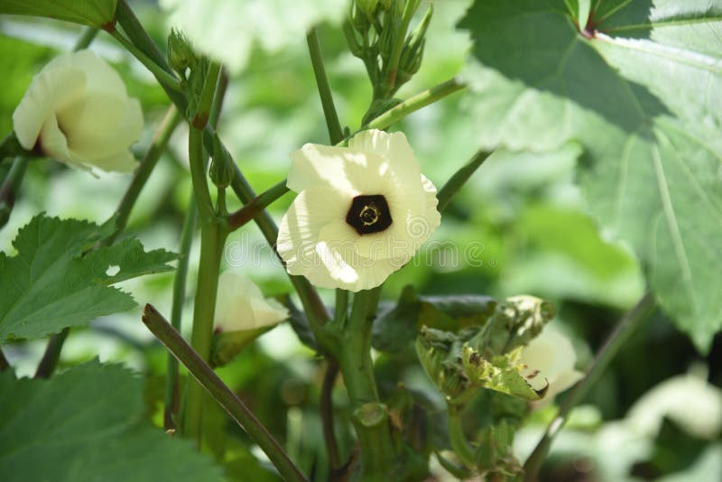 Cultivo de okra. imagen de archivo. Imagen de crecimiento 224193015
