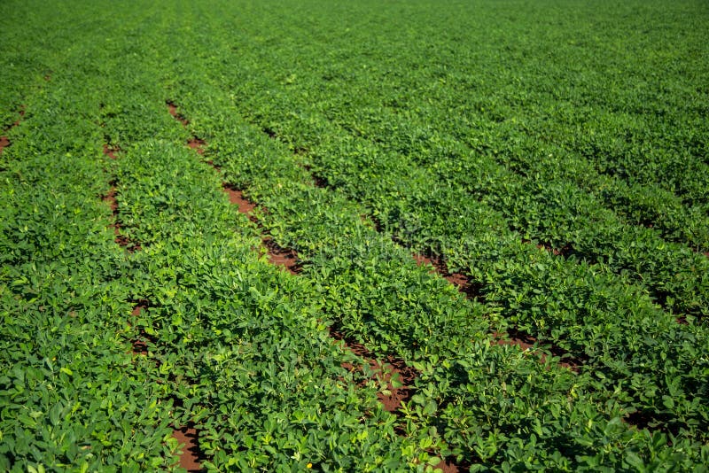 Cultivo en campo de la plantación del cacahuete foto de archivo libre de regalías Cultivo en campo de la plantación del cacahuete foto de archivo libre de regalías