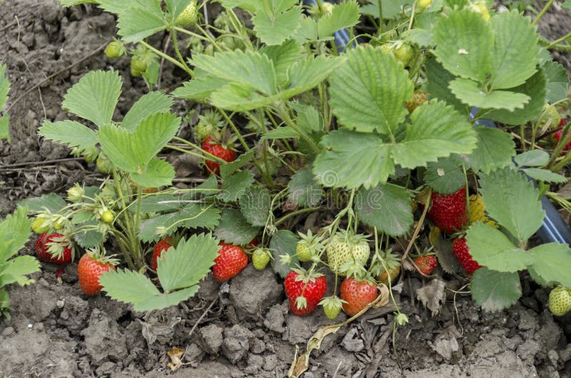 Cultivo orgânico da morango e da tecnologia para a irrigação com água da gota no jardim vegetal fotografia de stock Cultivo orgânico da morango e da tecnologia para a irrigação com água da gota no jardim vegetal fotografia de stock