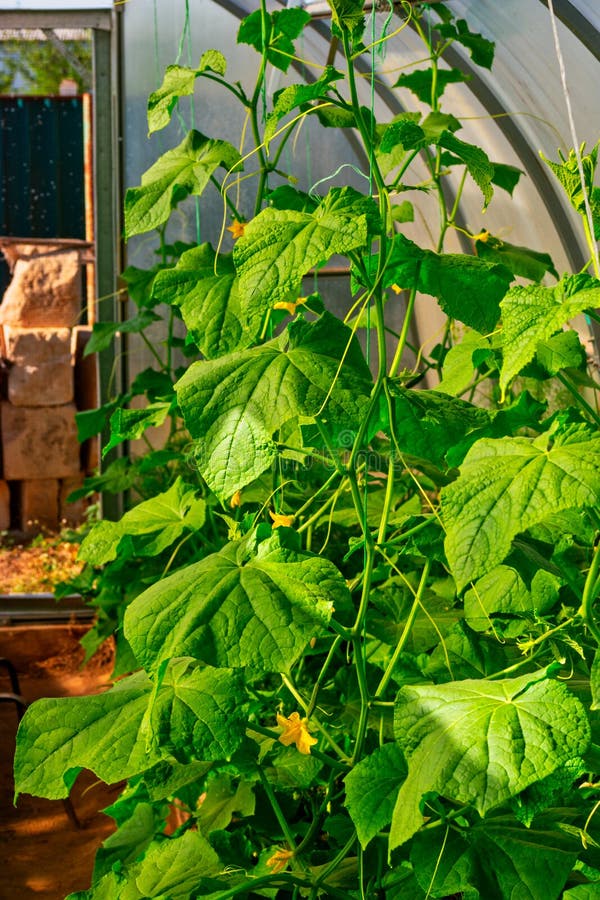 Organic farming, cucumber plant growing in organic greenhouse. Organic farming, cucumber plant growing in organic greenhouse