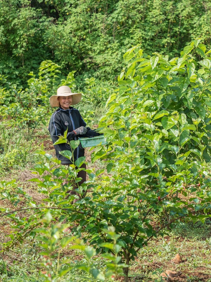 Smiling Lao farmer harvesting mulberries. Jeep tour of Bolaven Plateau, Laos. Smiling Lao farmer harvesting mulberries. Jeep tour of Bolaven Plateau, Laos