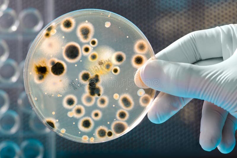 Cultura de las bacterias fotografía de archivo