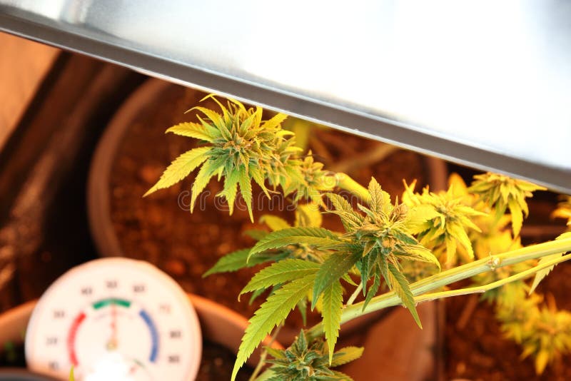 Culture des fleurs de cannabis dans une boîte image stock Culture des fleurs de cannabis dans une boîte image stock