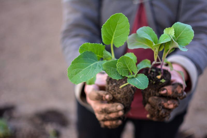 Young stone seedlings planting process. Young cabbage plants are held by a vegetable worker before planting in the soil. Young stone seedlings planting process. Young cabbage plants are held by a vegetable worker before planting in the soil