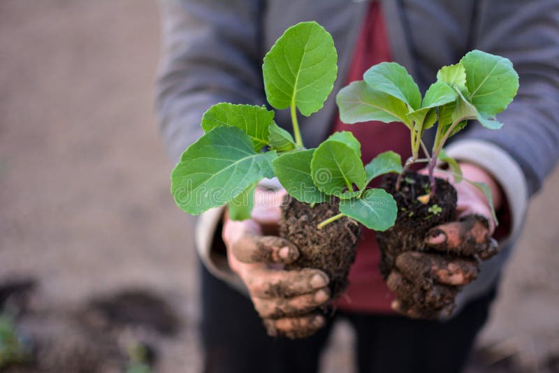 Young stone seedlings planting process. Young cabbage plants are held by a vegetable worker before planting in the soil. Young stone seedlings planting process. Young cabbage plants are held by a vegetable worker before planting in the soil