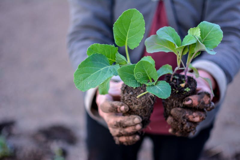 Young stone seedlings planting process. Young cabbage plants are held by a vegetable worker before planting in the soil. Young stone seedlings planting process. Young cabbage plants are held by a vegetable worker before planting in the soil