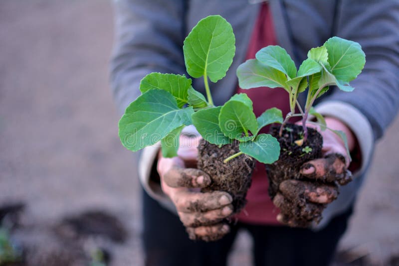 Young stone seedlings planting process. Young cabbage plants are held by a vegetable worker before planting in the soil. Young stone seedlings planting process. Young cabbage plants are held by a vegetable worker before planting in the soil