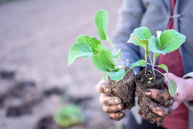 Young stone seedlings planting process. Young cabbage plants are held by a vegetable worker before planting in the soil. Young stone seedlings planting process. Young cabbage plants are held by a vegetable worker before planting in the soil