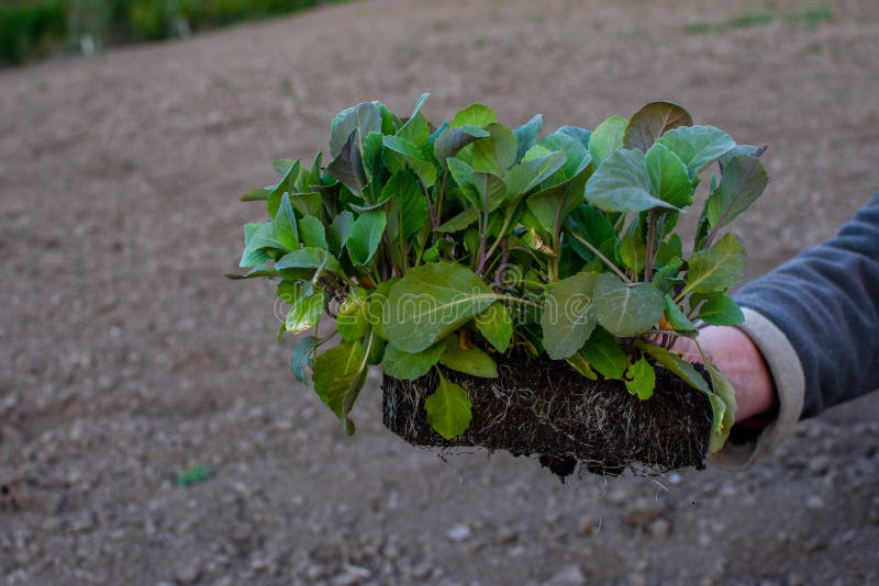 Young stone seedlings planting process. Young cabbage plants are held by a vegetable worker before planting in the soil. Young stone seedlings planting process. Young cabbage plants are held by a vegetable worker before planting in the soil