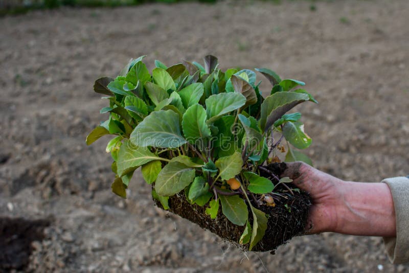 Young stone seedlings planting process. Young cabbage plants are held by a vegetable worker before planting in the soil. Young stone seedlings planting process. Young cabbage plants are held by a vegetable worker before planting in the soil