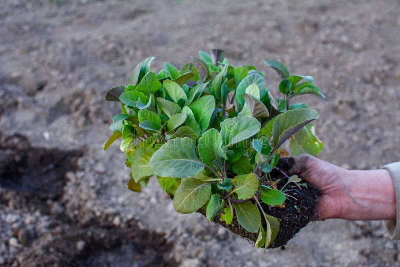 Young stone seedlings planting process. Young cabbage plants are held by a vegetable worker before planting in the soil. Young stone seedlings planting process. Young cabbage plants are held by a vegetable worker before planting in the soil