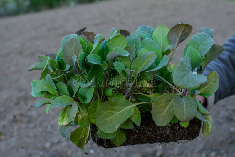 Young stone seedlings planting process. Young cabbage plants are held by a vegetable worker before planting in the soil. Young stone seedlings planting process. Young cabbage plants are held by a vegetable worker before planting in the soil