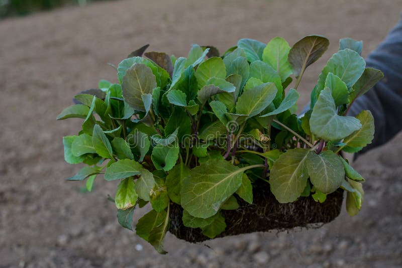 Young stone seedlings planting process. Young cabbage plants are held by a vegetable worker before planting in the soil. Young stone seedlings planting process. Young cabbage plants are held by a vegetable worker before planting in the soil