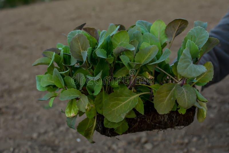 Young stone seedlings planting process. Young cabbage plants are held by a vegetable worker before planting in the soil. Young stone seedlings planting process. Young cabbage plants are held by a vegetable worker before planting in the soil