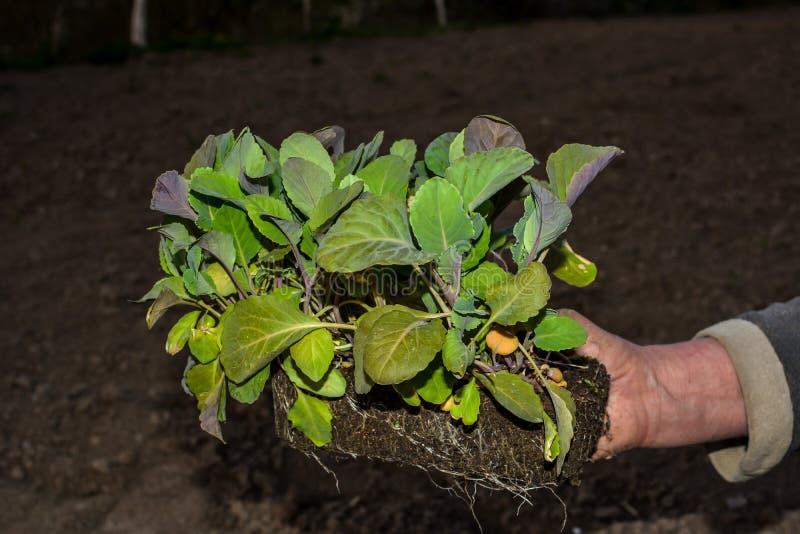 Young stone seedlings planting process. Young cabbage plants are held by a vegetable worker before planting in the soil. Young stone seedlings planting process. Young cabbage plants are held by a vegetable worker before planting in the soil