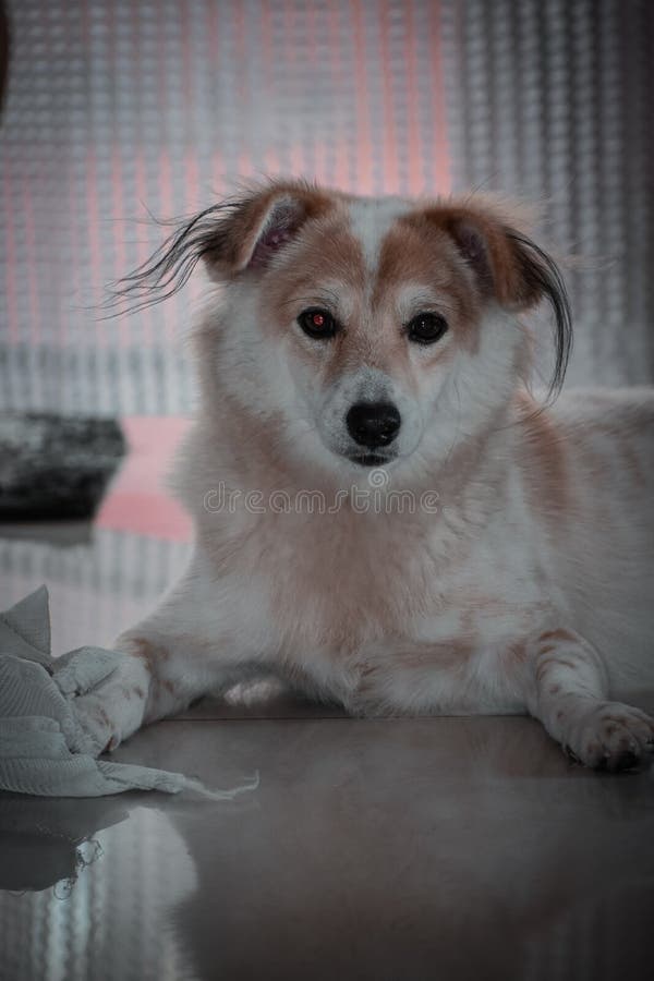 Spitz ( Golden Retriever Chihuahua Mix) Stock Photo - Image puppy, nose: 228274562