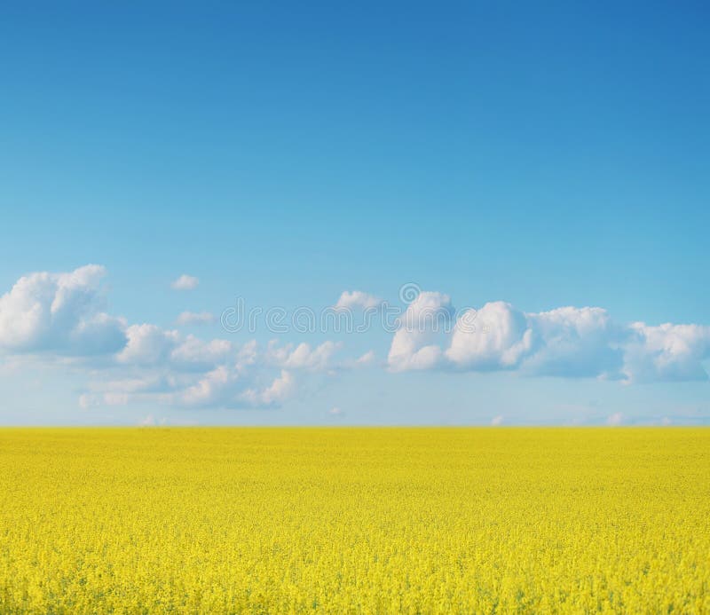 Cultures de Canola sur le ciel bleu photos stock Cultures de Canola sur le ciel bleu photos stock