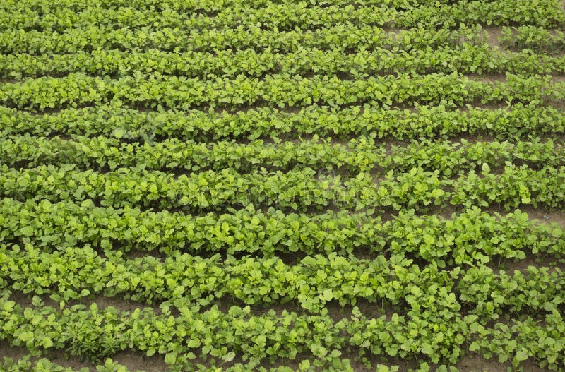 Cultures De Moutarde Comme Engrais Vert Un Champ Photo stock - Image du