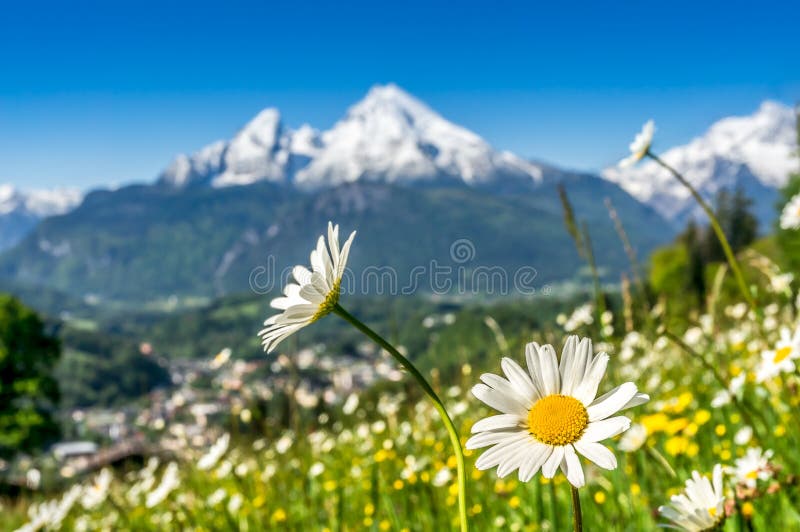 Cumes bávaros com flores bonitas e Watzmann na primavera, Baviera, Alemanha