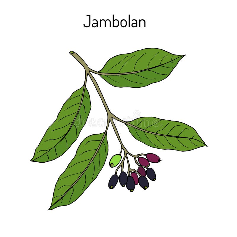 Cumini de la sizigia de Jambolan, o ciruelo de Java, planta medicinal stock de ilustración
